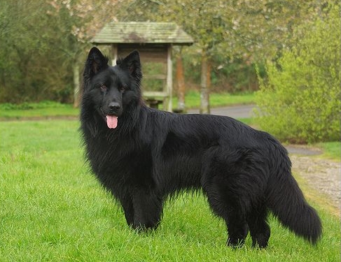 black jarman safed dog