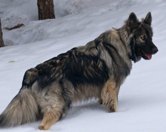 american alsatian dog