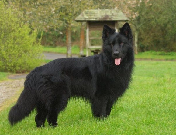 black gsd