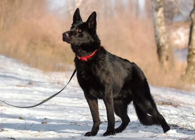 black golden shepherd