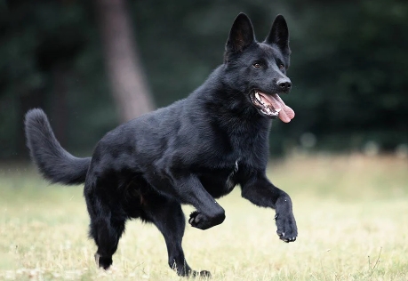 black german dog