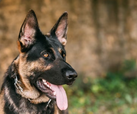 black faced german shepherd