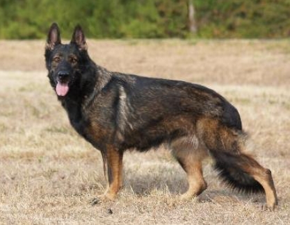 black brown german shepherd