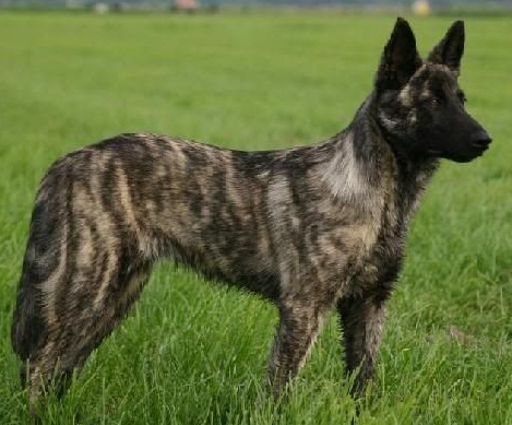 brindle german shepherd price