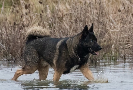 black german shepherd with blue eyes