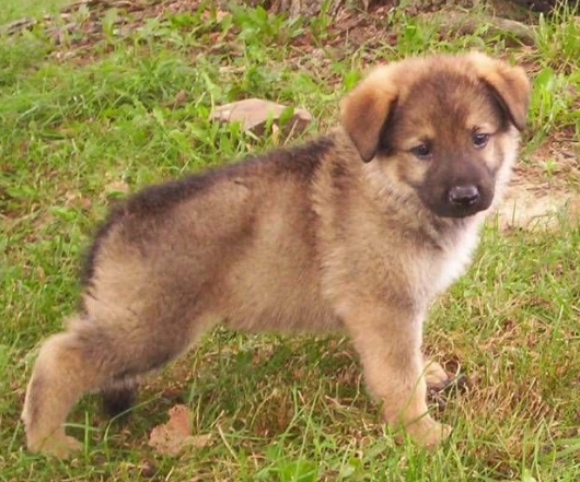 brown german shepherd puppy