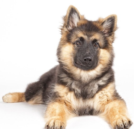 border collie german shepherd