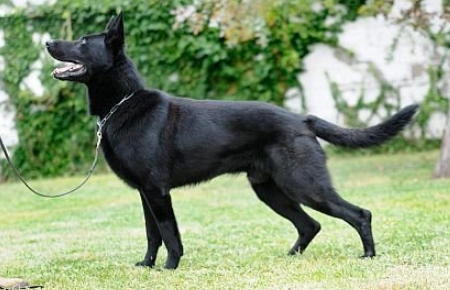 These unique canines possess a mysterious and striking appearance that sets them apart from their more commonly seen counterparts.