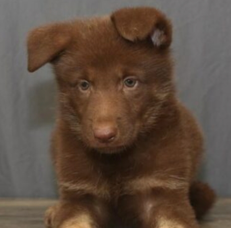 brown german shepherd price