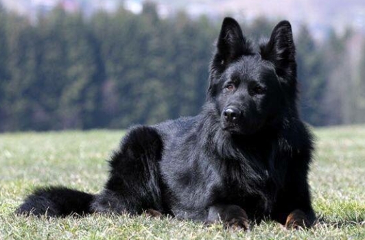 black german shepherd long coat