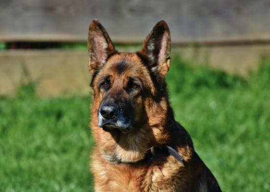 black and red german shepherd