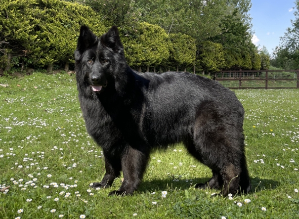 big black german shepherd