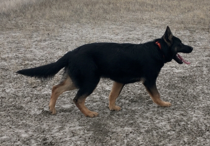 bicolor german shepherd