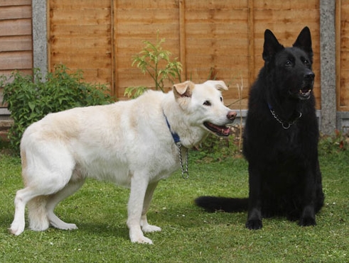 berry the black german shepherd dog