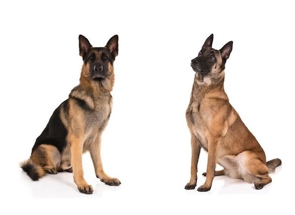 belgian german shepherd