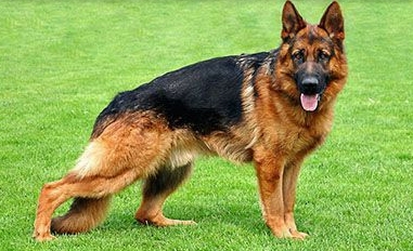 bush coat german shepherd