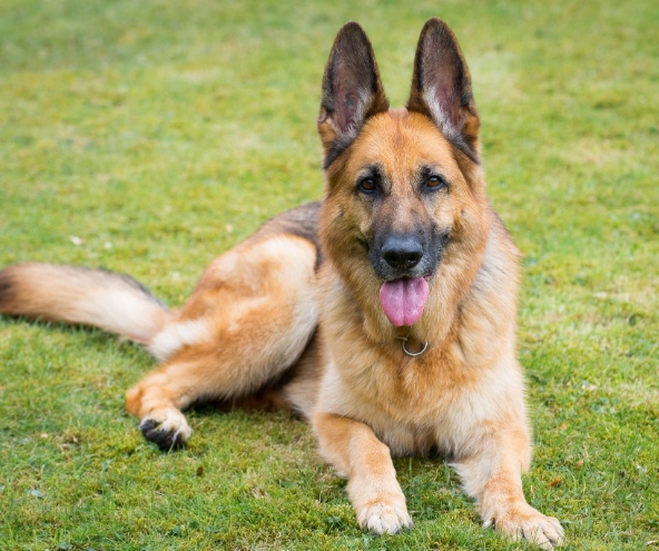 brown german shepherd