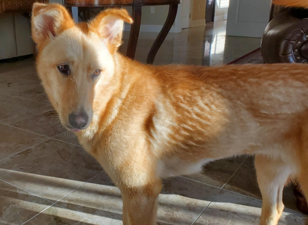 blond german shepherd