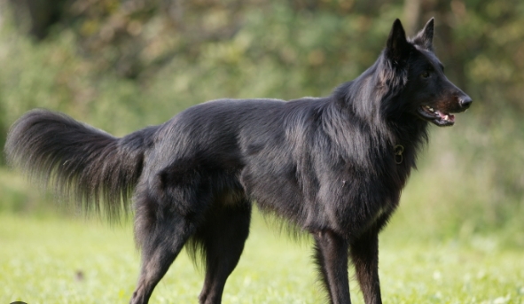 black german shepherd double coat