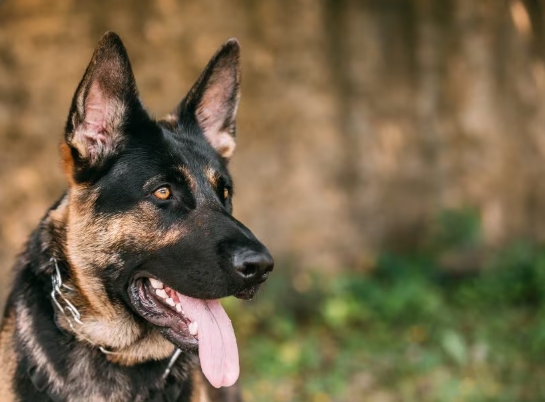 black and tan german shepherd