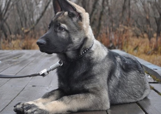 black and grey german shepherd