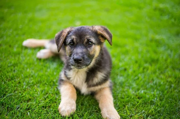 berger allemand puppy