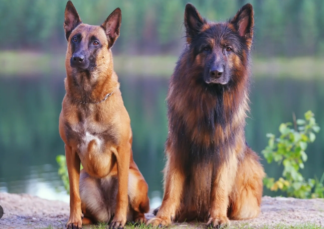 belgian malinois and german shepherd