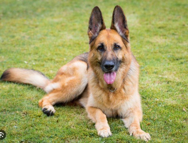 beige german shepherd