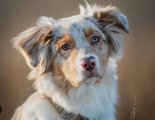 austrian german shepherd