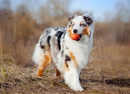 australian german shepherd