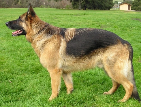 buff german shepherd