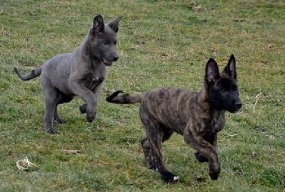 brindle german shepherd puppy