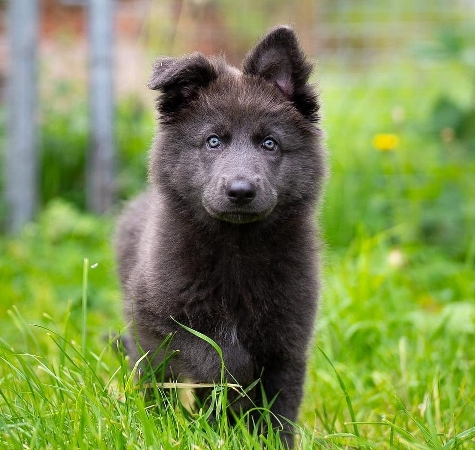 blue bay shepherd breeder