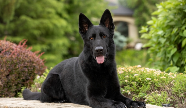 black german shepherd dog