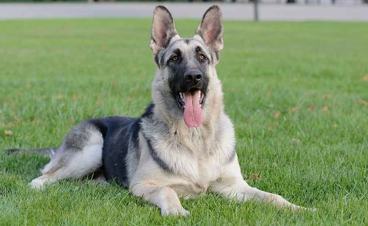 black and silver german shepherd