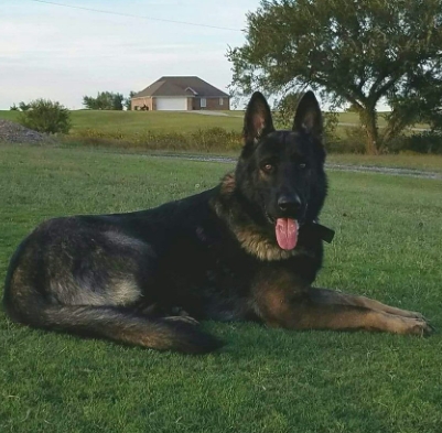 ayers legends german shepherd