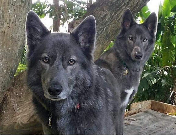 blue bay german shepherd