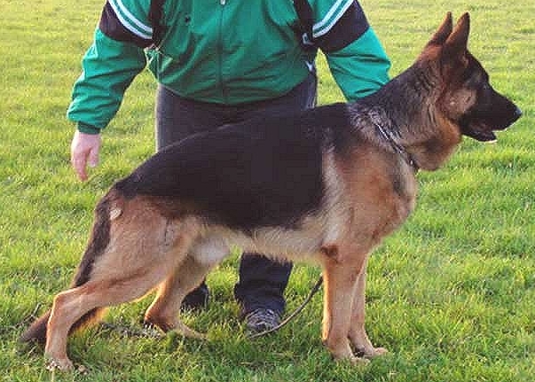 baumwolle german shepherds