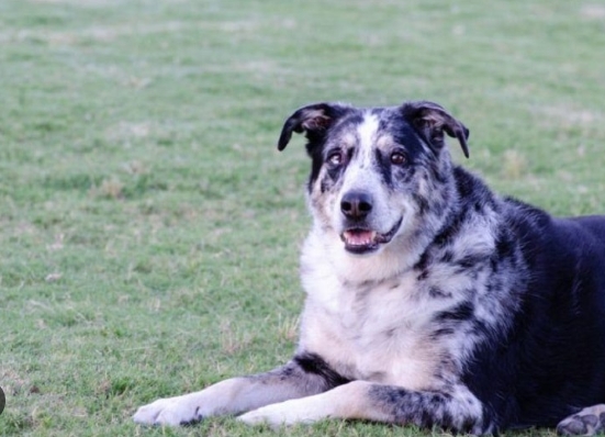 australian shepherd x german shepherd