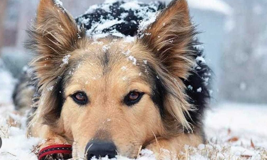 aussie german shepherd