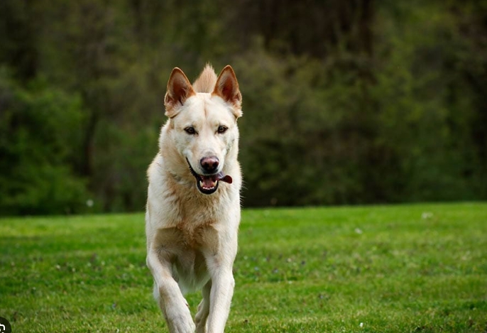 blonde german shepherd