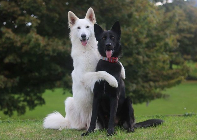 black swiss shepherd