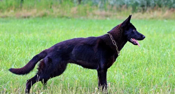 black german shepherd cost