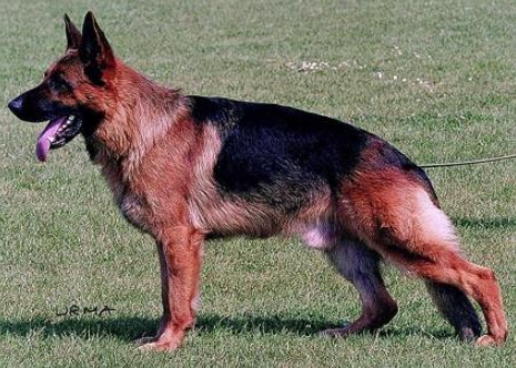 black and red gsd