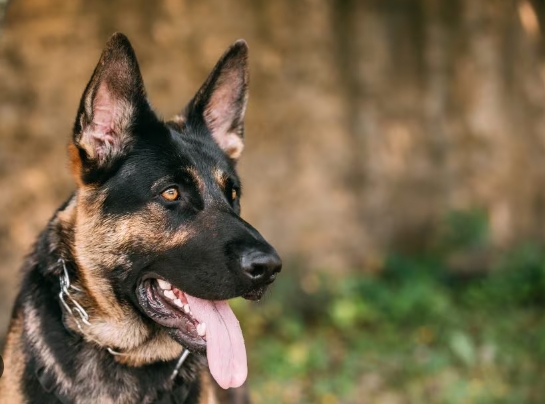 black and brown german shepherd