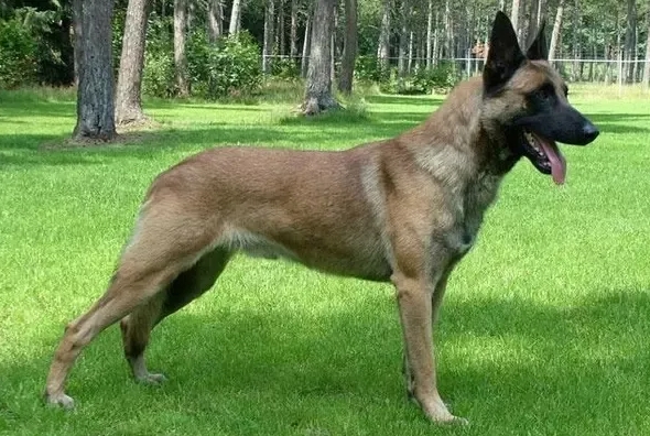 belgian malinois x german shepherd