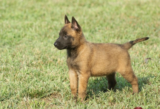 belgian german shepherd puppy