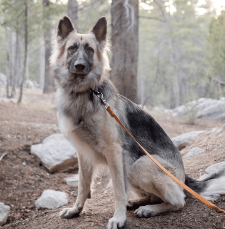 blue sable german shepherd