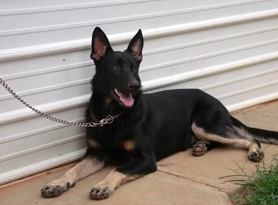 bicolor gsd