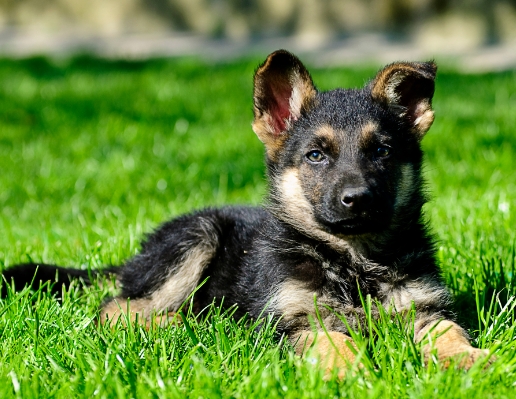 alsatian dog puppy